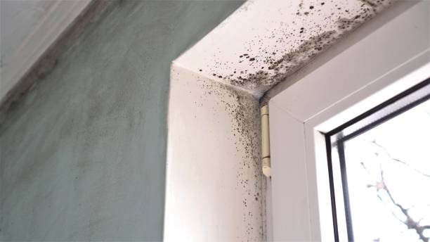 Best Black Mold Removal  in Baltimore Highlands, MD