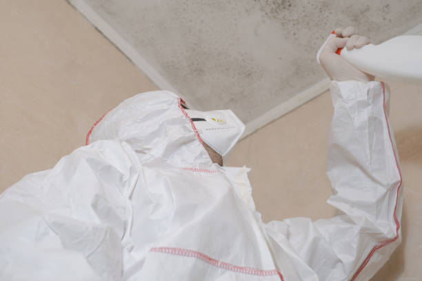 Home Mold Removal in Baltimore Highlands, MD