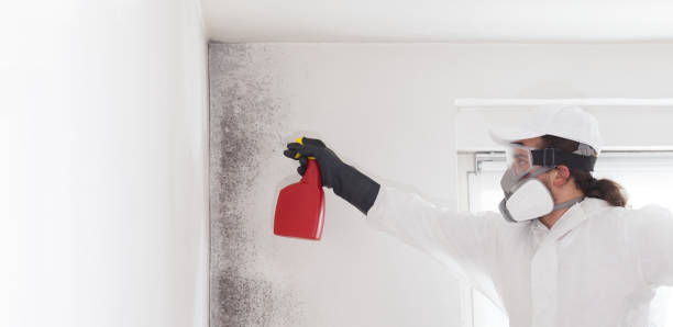 Best Mold Remediation Services  in Baltimore Highlands, MD