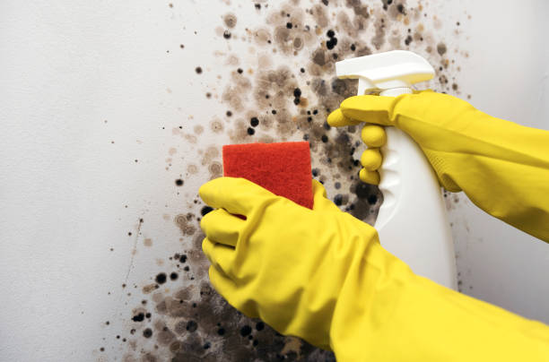 Best Home Mold Removal  in Baltimore Highlands, MD