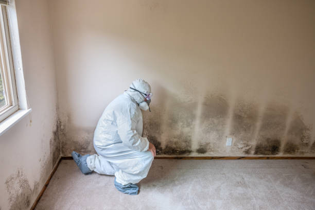 Best Home Mold Removal  in Baltimore Highlands, MD