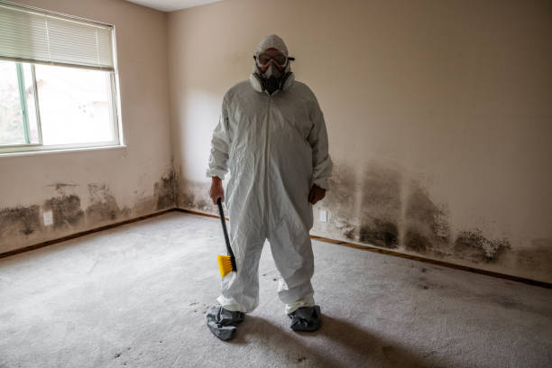 Best Black Mold Removal  in Baltimore Highlands, MD