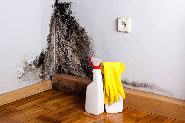 Trusted Baltimore Highlands, MD Mold Removal Experts