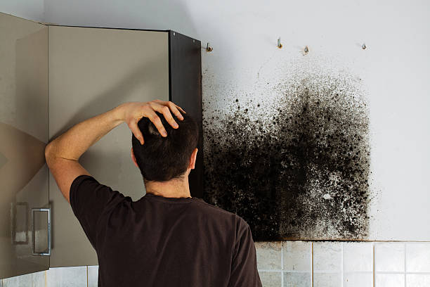Best Affordable Mold Removal  in Baltimore Highlands, MD