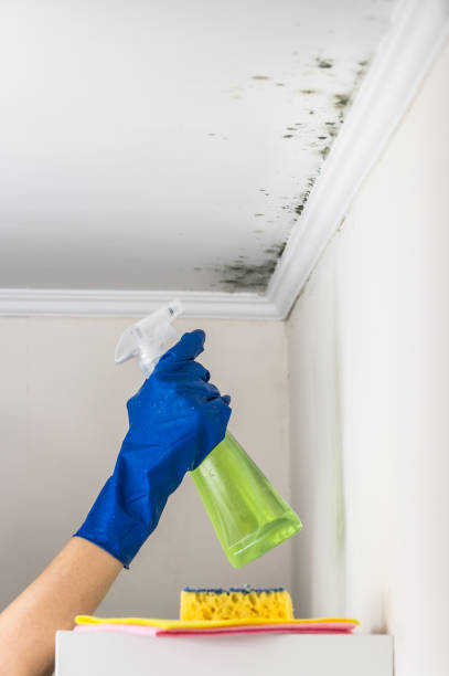 Professional Mold Removal in Baltimore Highlands, MD