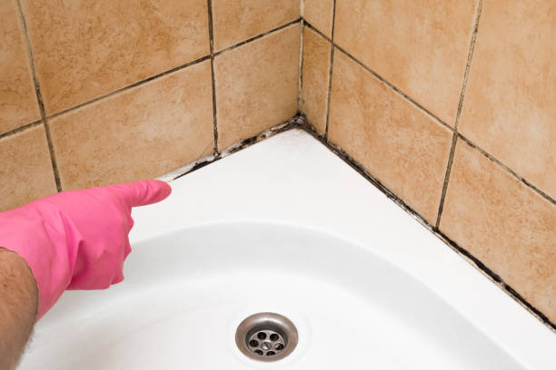 Best Toxic Mold Removal  in Baltimore Highlands, MD
